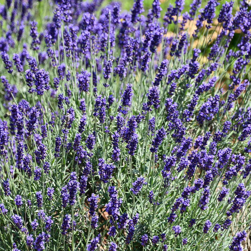 lavender Super Blue flowers