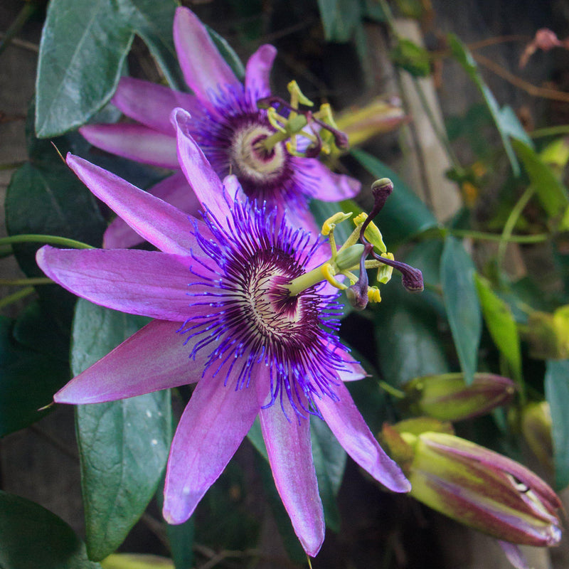 Lavender Lady Passionflower