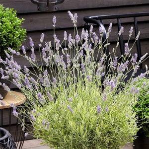 How to Plant Lavender Plants  Garden Goods Direct Planting Guide