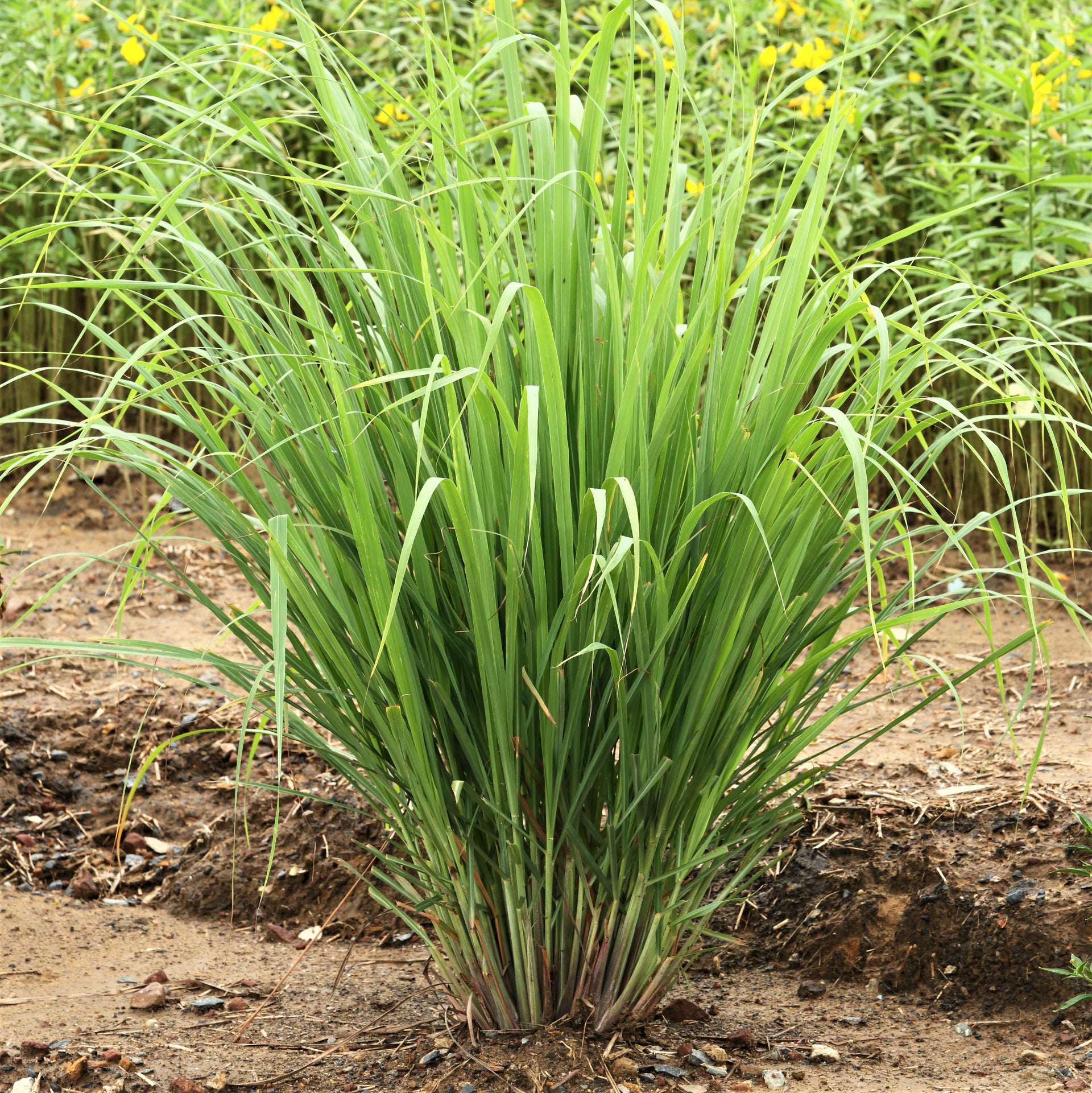 Edible & Easy-to-Grow Plants for Sale Online