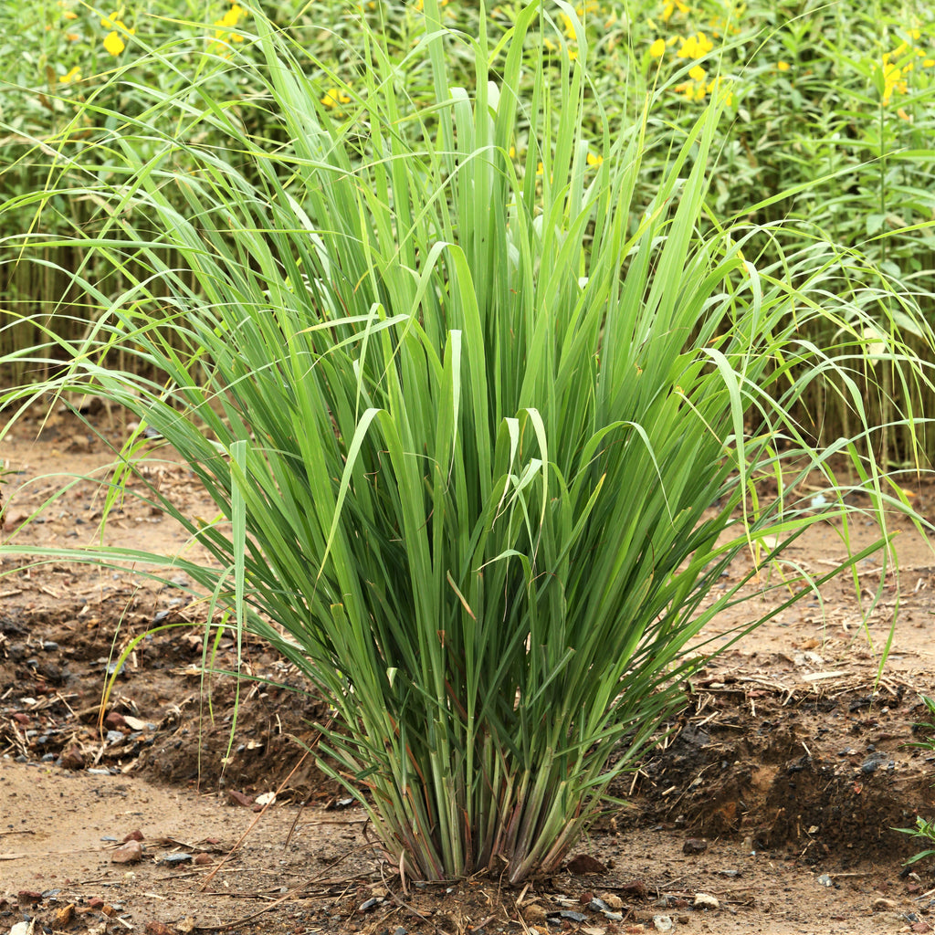 Lemongrass Plant In Pot lemongrass-plant-in-pot
