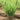 Lemongrass plant