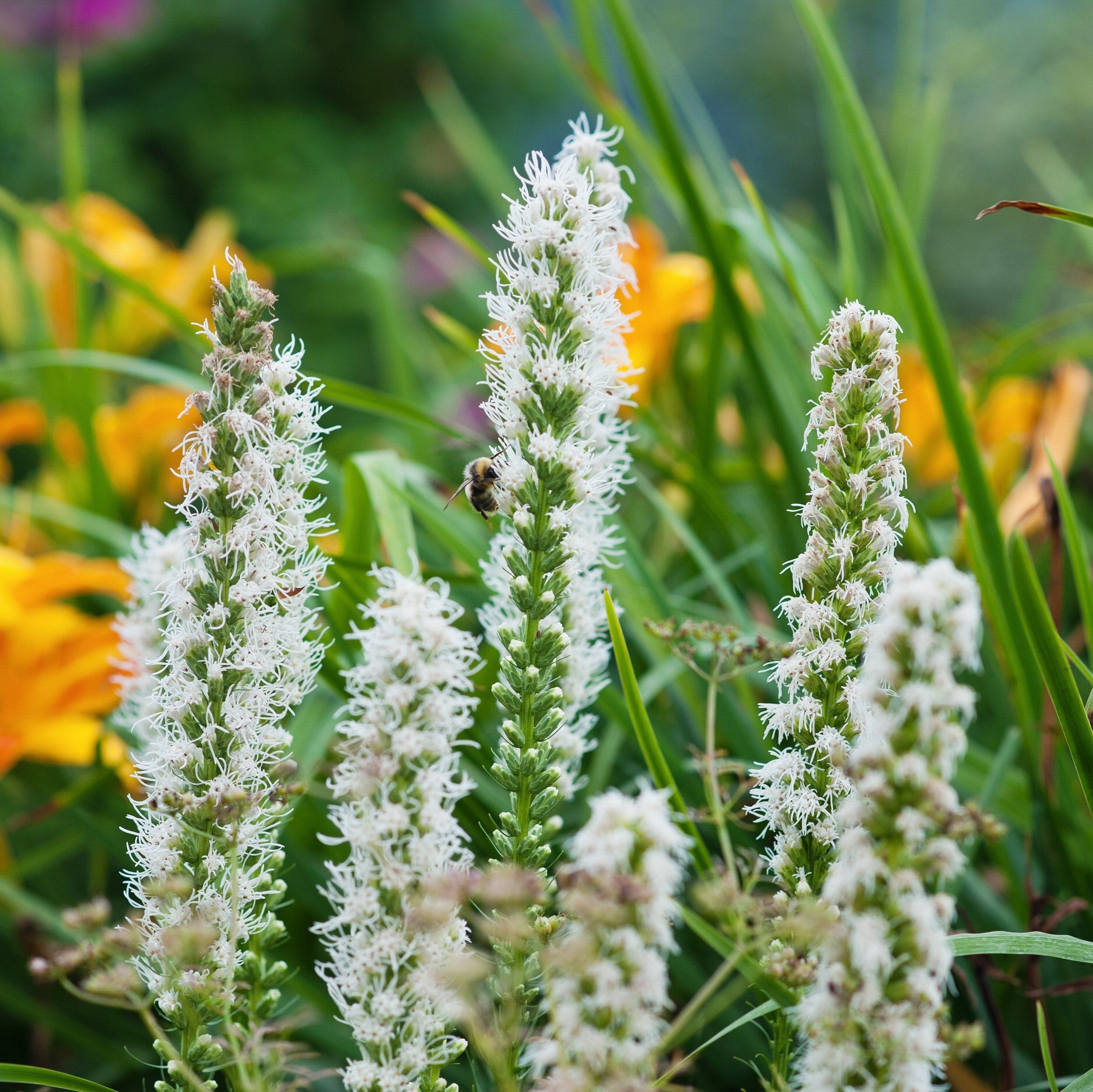 Liatris - Spicata - Thumbnail 3