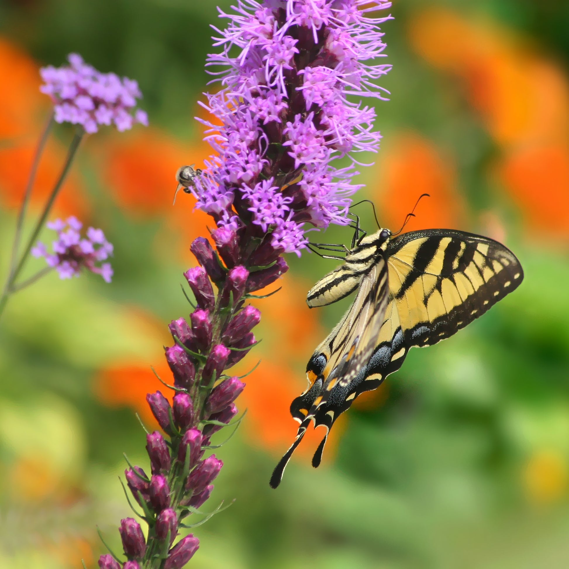 Tiny Purple Flowers of the Liatris Spicata