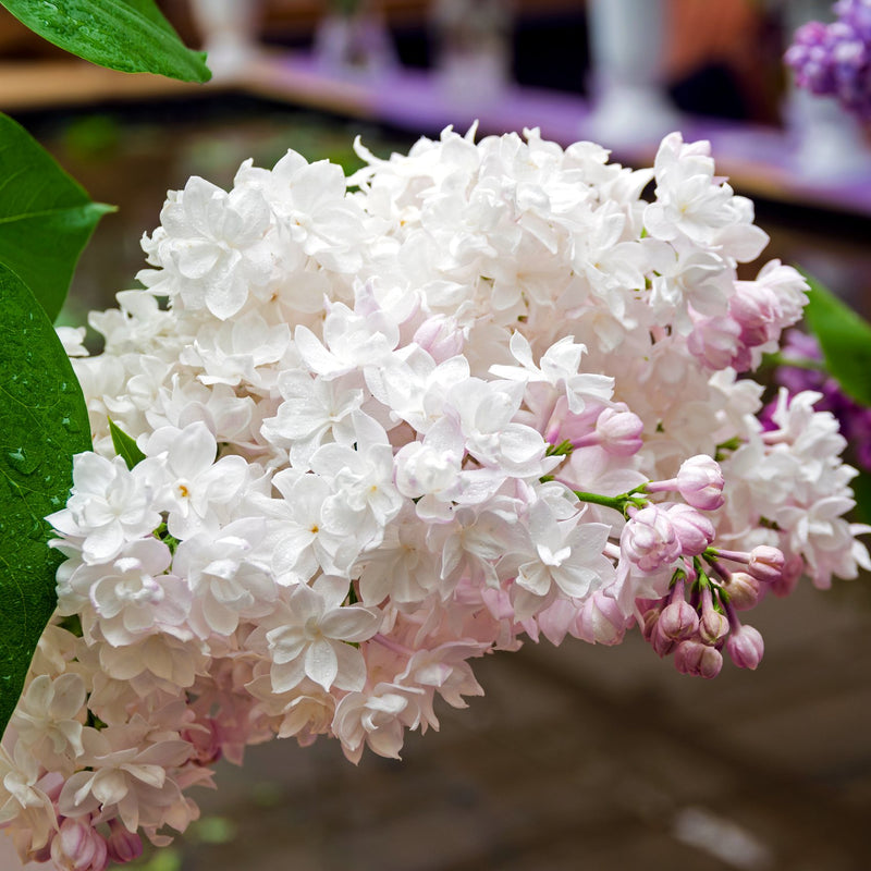 Beauty of Moscow White and Pink Lilac