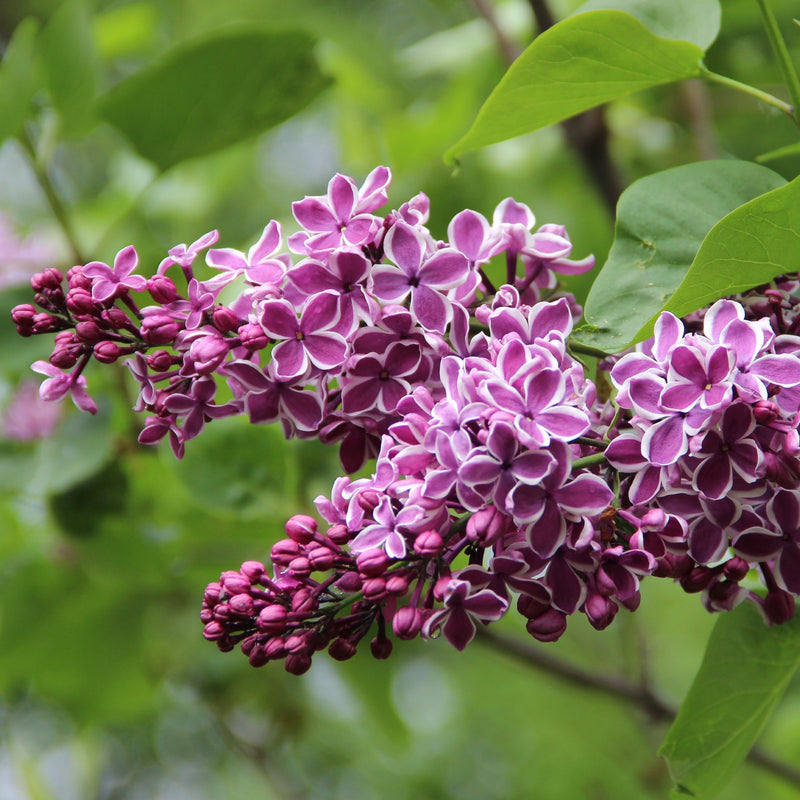Purple edged in white blooms Lilac Sensation