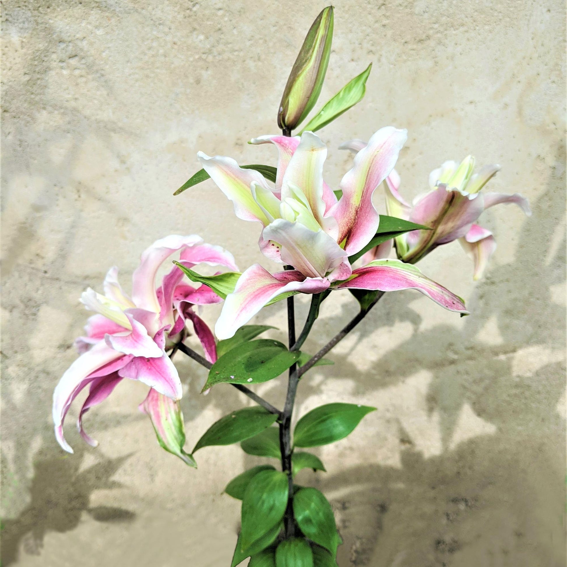 double lily flower bulbs Easy to Grow Bulbs Lilium