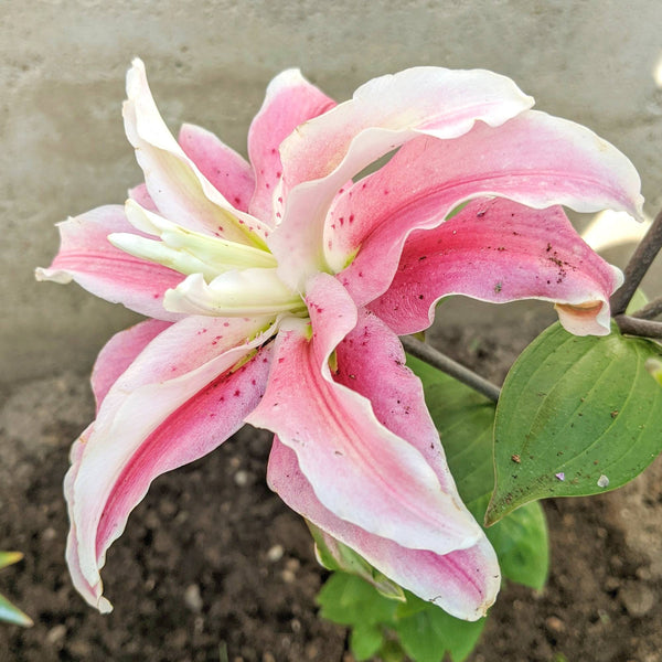 spring pink double asiatic lily Easy to Grow Bulbs Lilium