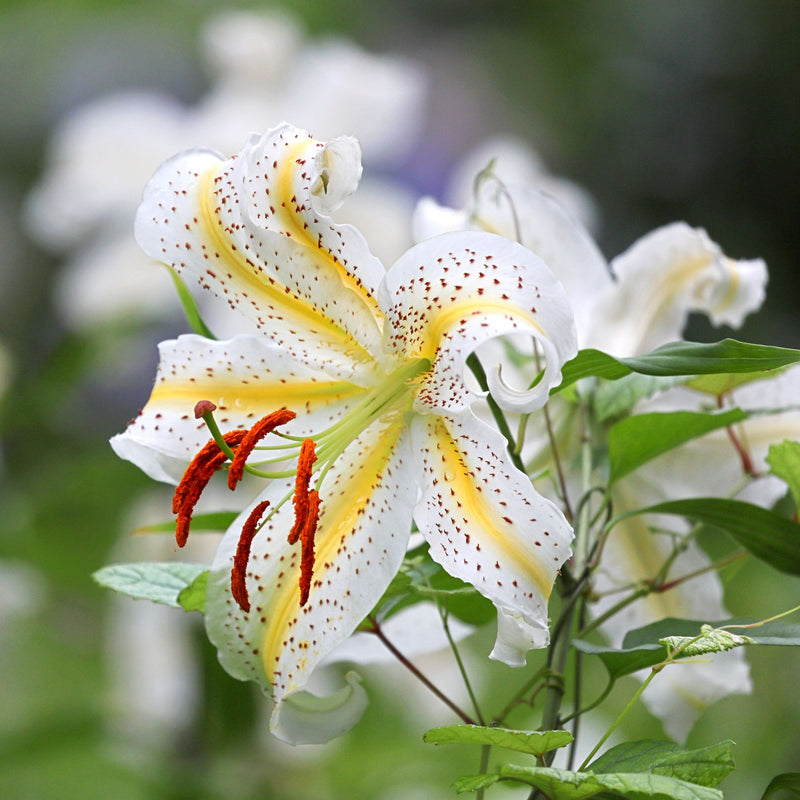 Oriental Lily Gold Band is white and yellow with orange speckles