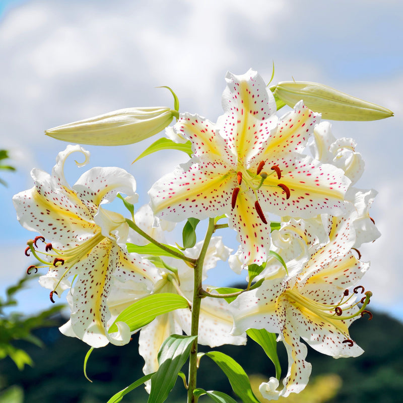 Oriental Lily gold band has white petals with wide gold veins and orange speckles