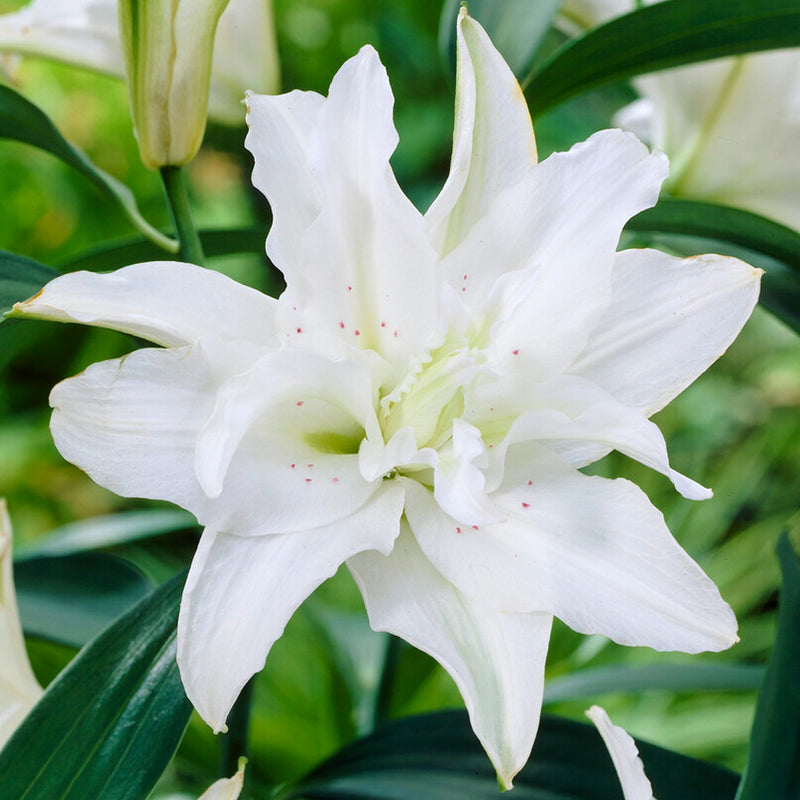 double white blooms of oriental lily polar star