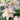 soft pink and white double blooms of oriental lily soft music