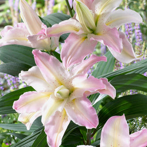 soft pink and white double blooms of oriental lily soft music