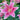 pink blooms of oriental lily sorbonne