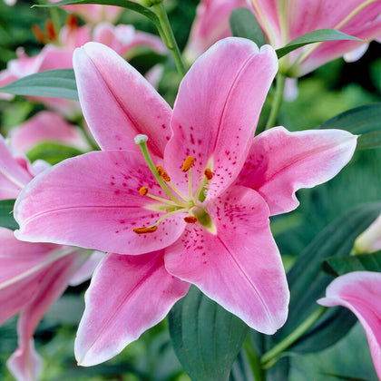 Oriental Lily Sorbonne – Easy To Grow Bulbs