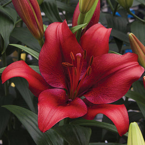 Beautiful Red LA Lily for sale
