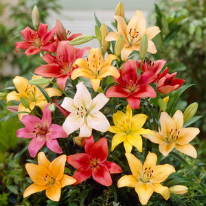 A Colorful Collage of Asiatic Lilies
