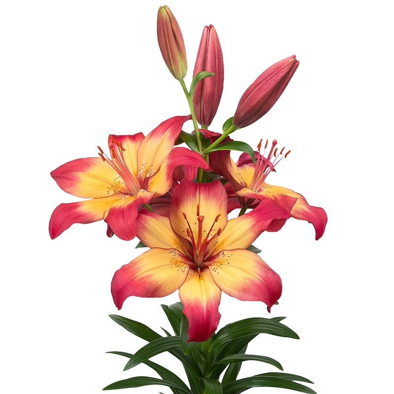 Lily Heartstrings - Peachy Yellow Blooms with Raspberry Tips