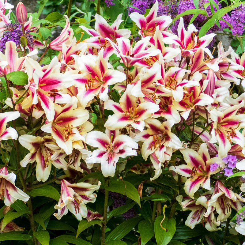 A Striking Cluster of Pink and White Candy Club Lilies