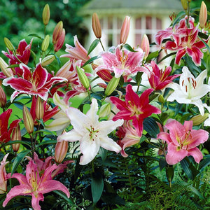 A Delightfully Colorful Variety of Oriental Lilies