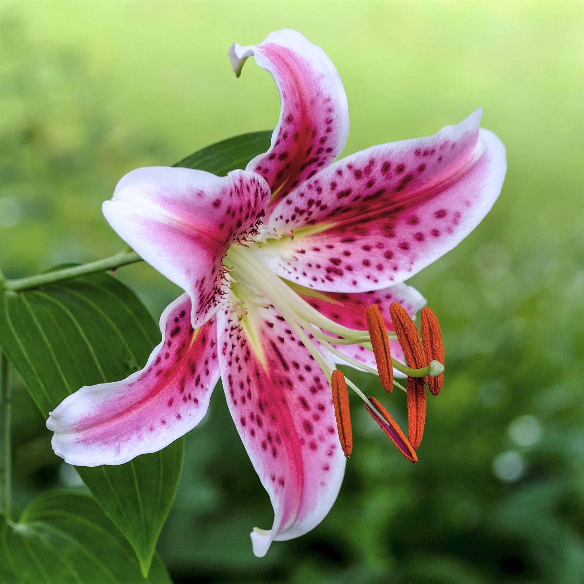 asiatic lily bulbs for sale near me Easy to Grow Bulbs Lilium