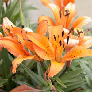 Wonderfully Scented Salmon Colored Blooms of the "Zelmira" Orienpet Lily