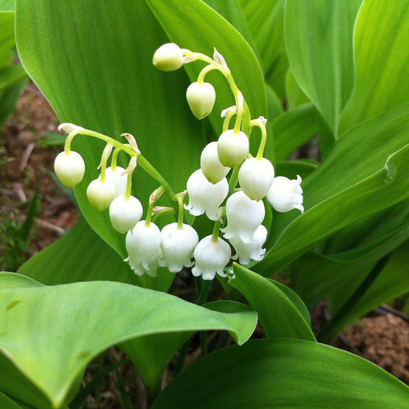 A Flowering Stalk of Lily of the Valley