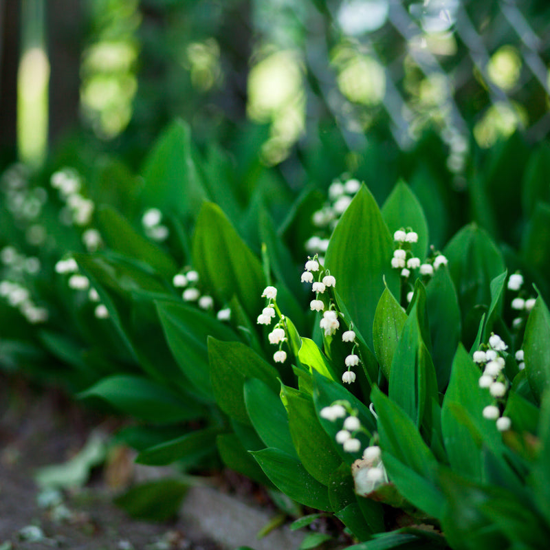 A Line of Graceful Lily of the Valley Plants