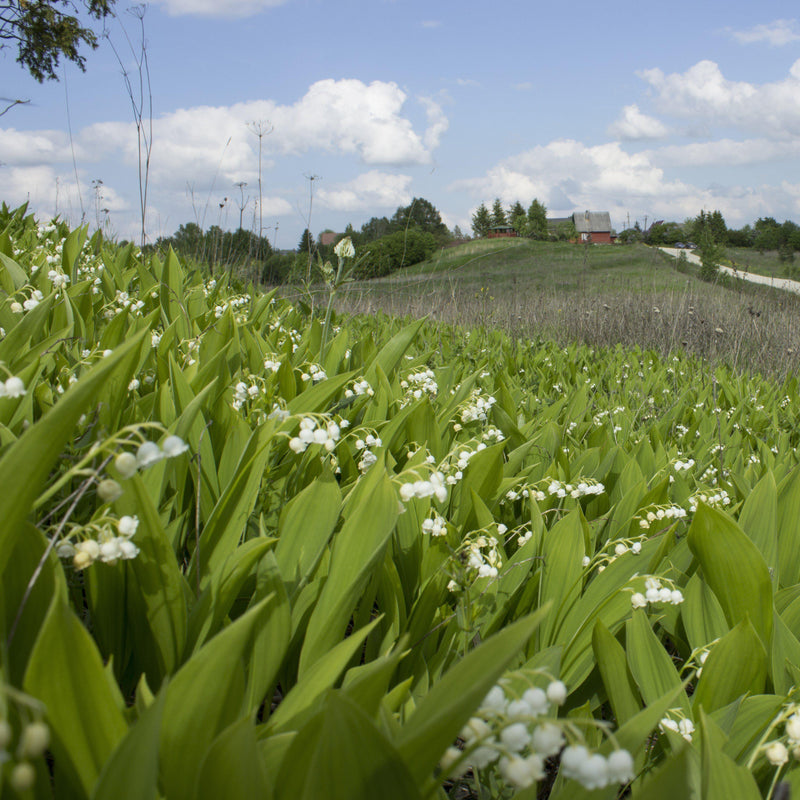 Lily of The Valley Groundcover As Far As the Eye Can See