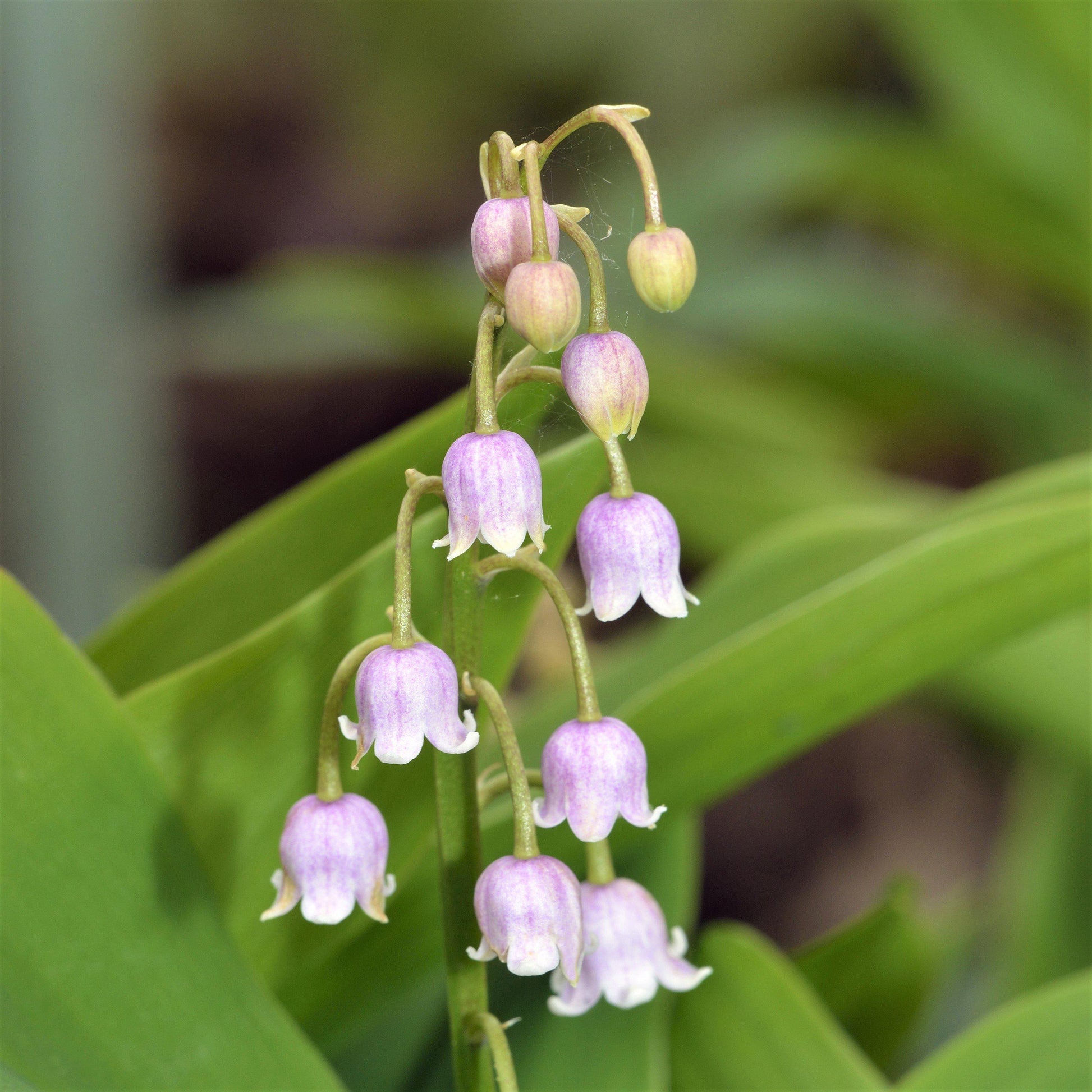 lily of the valley flower size Lily of the Valley