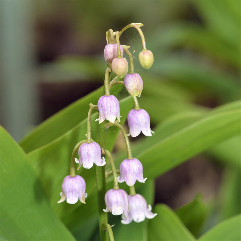 Small Pink Bell-Shaped Flowers on a Lily of the Valley Stem