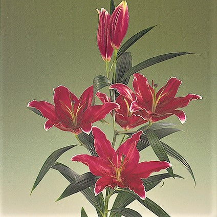 A Stem Full of Deep Red Rio Negro Lilies