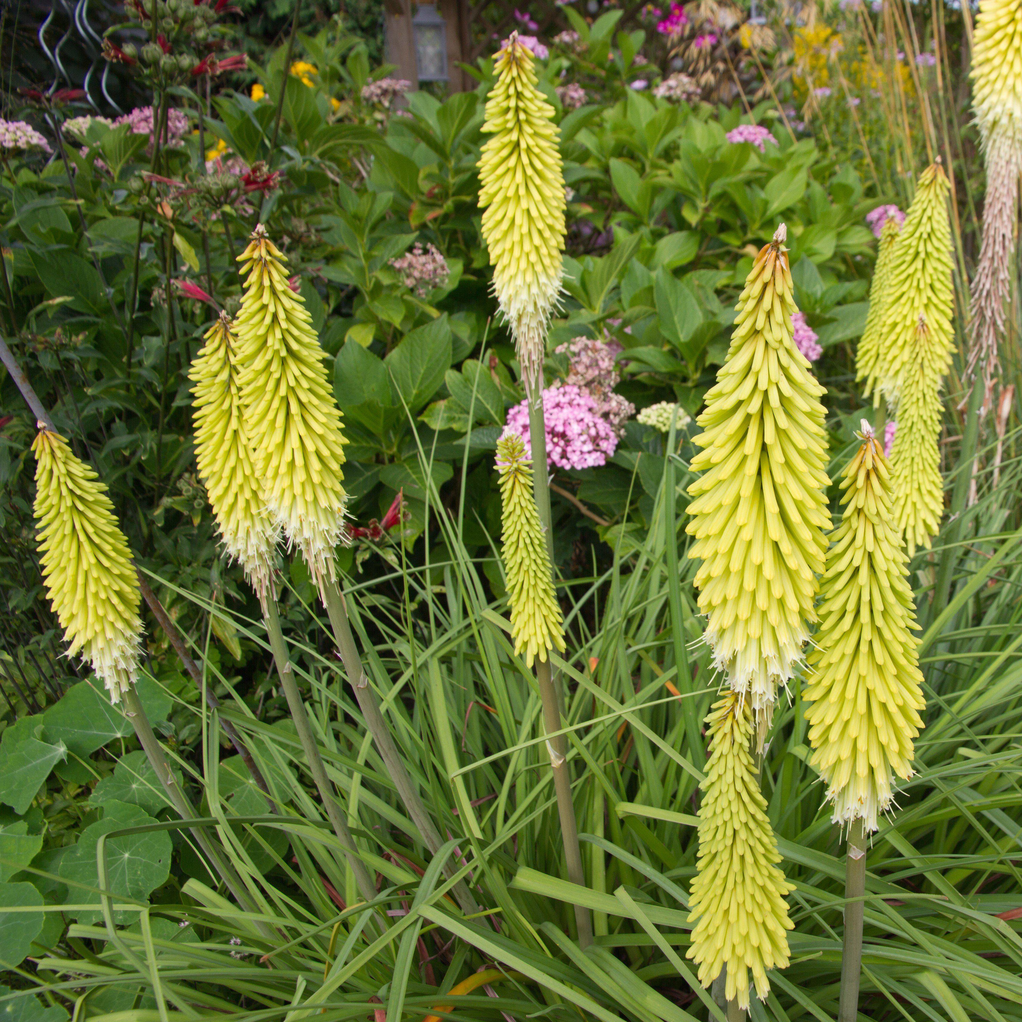 Kniphofia ‘Little Maid’: Care, Size, Seeds, Propagation, Growing, Planting  