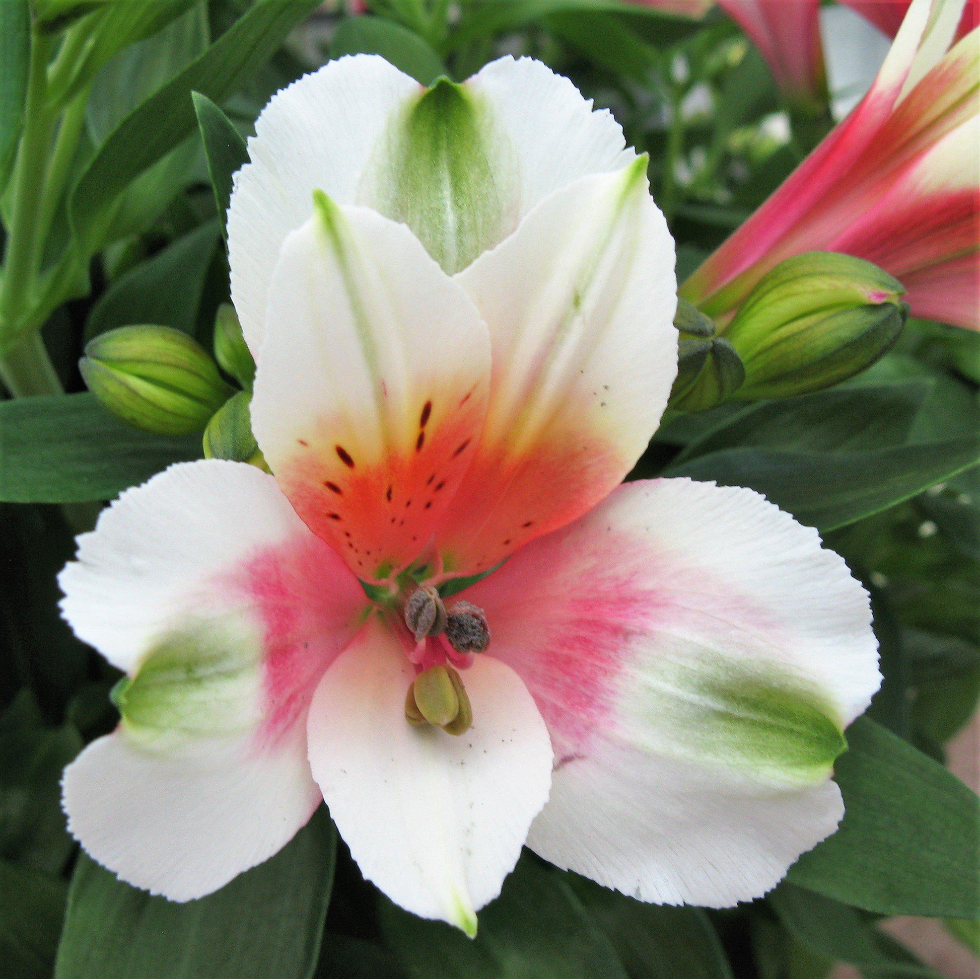 lucky lily flower Princess Lily Plants For Sale