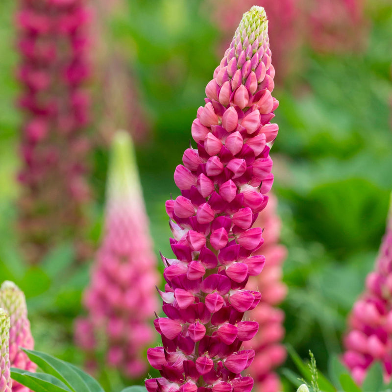 lupine gallery red blooms