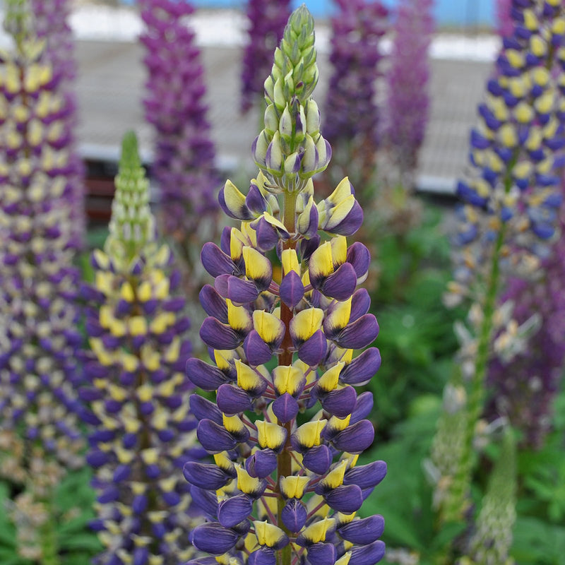 Violet-Blue and Yellow Lupine Staircase