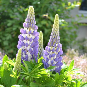 products/Lupine_Gallery_Mini_Blue_Bi_Color__Square.GC.jpg