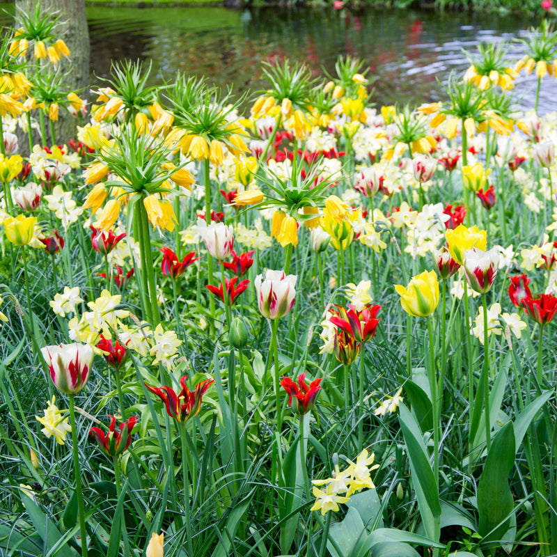 A Field of Yellow, Red, and Cream Flowers