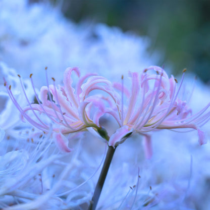 Lycoris - Moonlight Collection