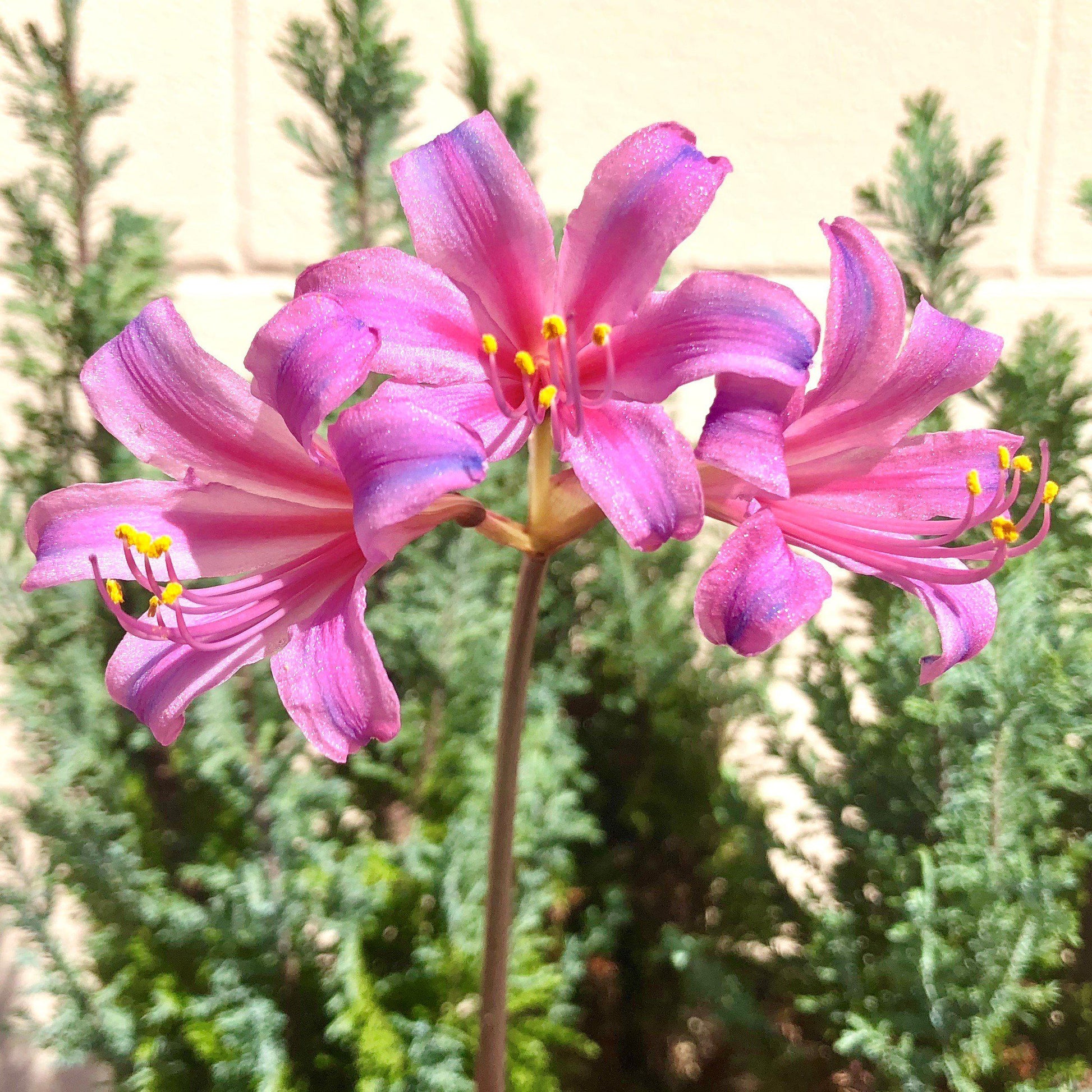 where is the blue spider lily Pink & Blue Spider Lily Bulbs For Sale