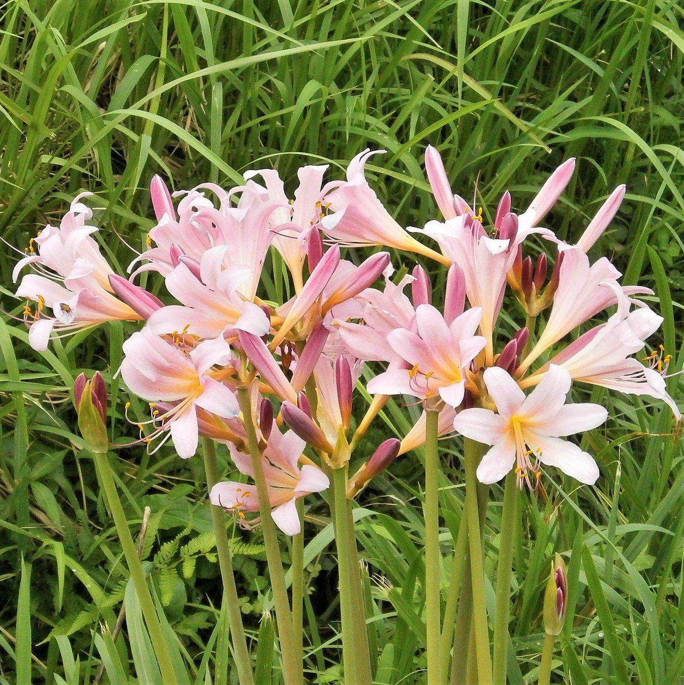 spider lily pink spider plant Lycoris