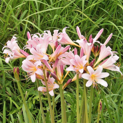 bare root pink spider lily Lycoris