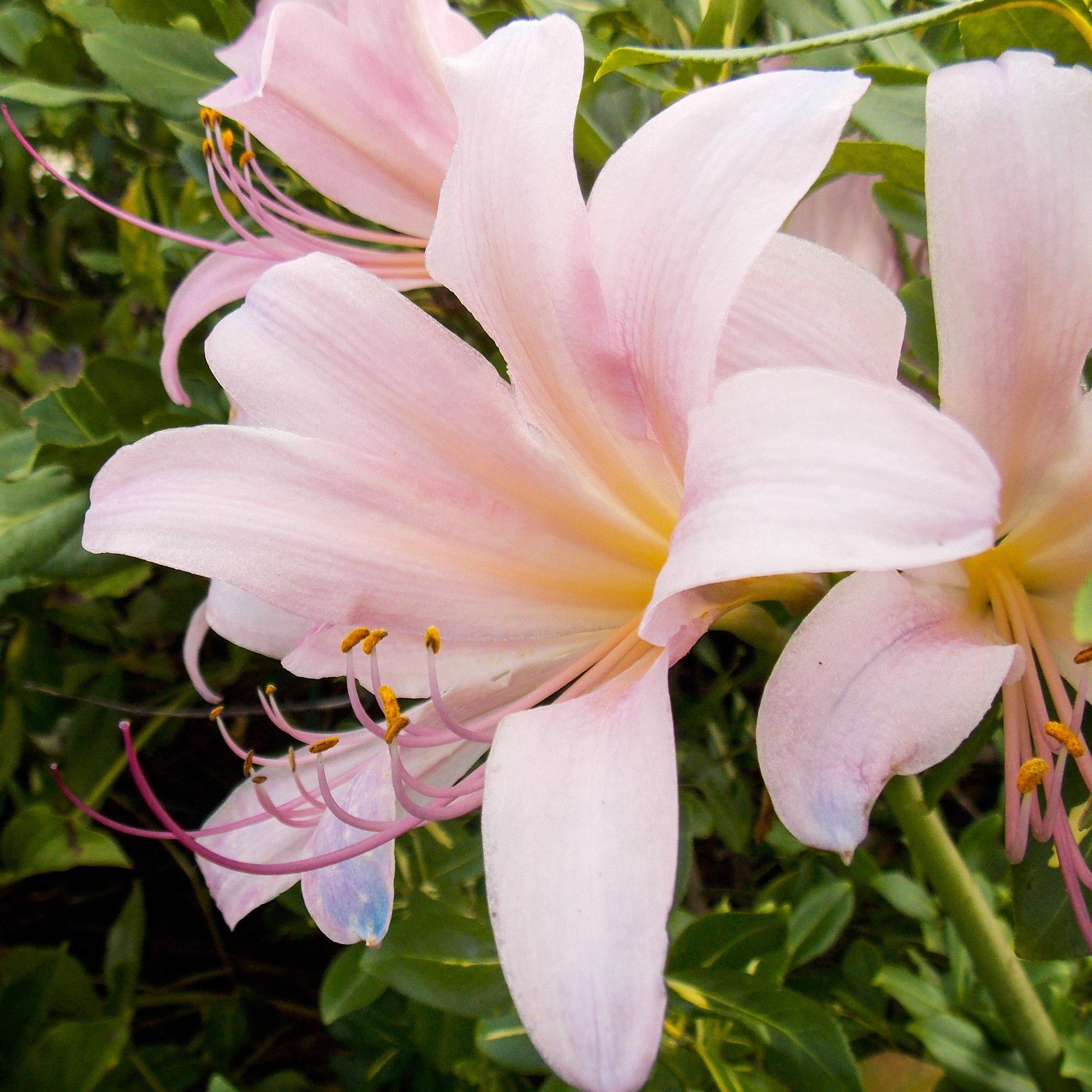 pink spider plant for sale Lycoris