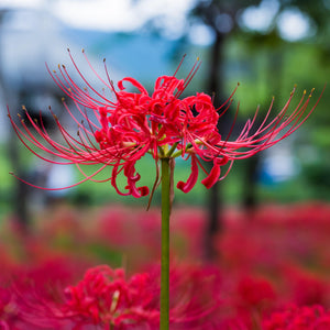 Red Spider Lily Plants
