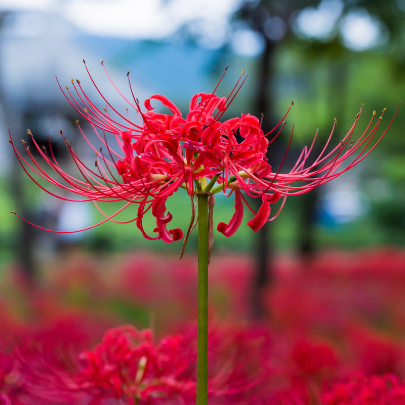 Red Lycoris Bulb Flower