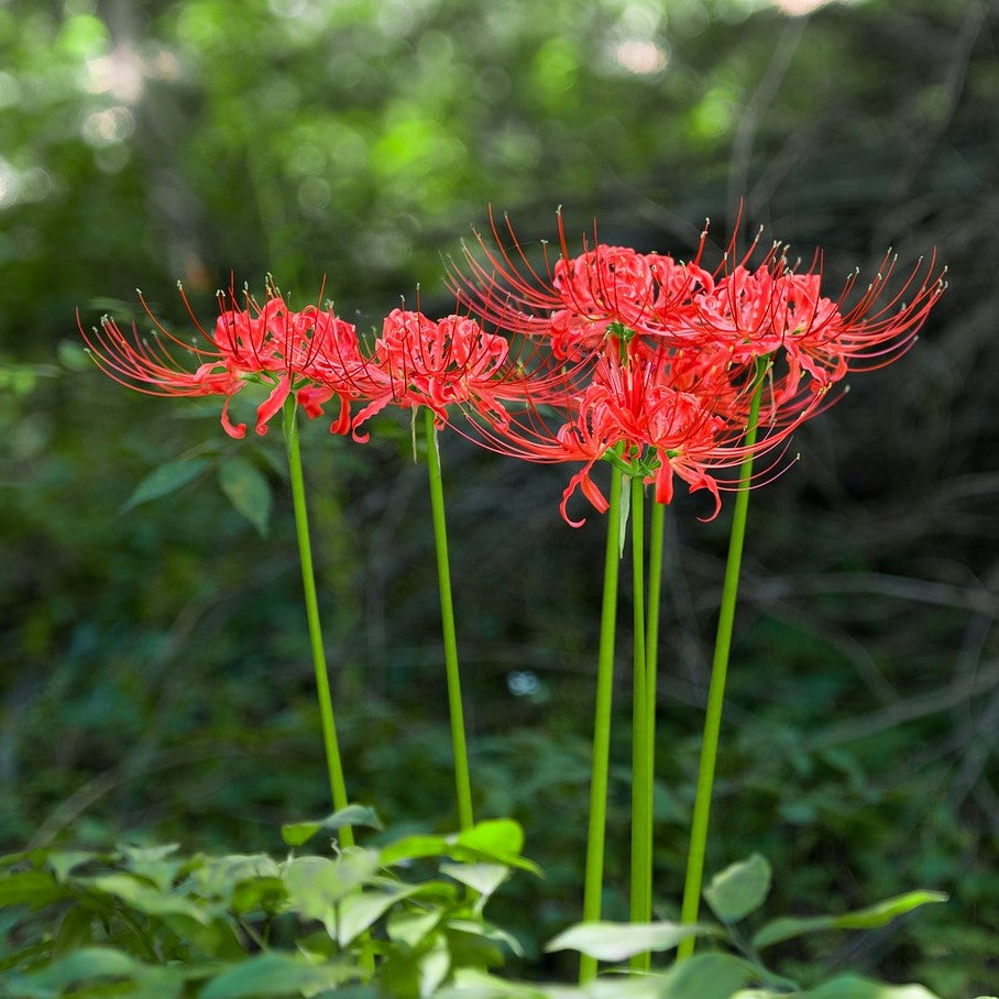 spider lily indoor plant Lycoris