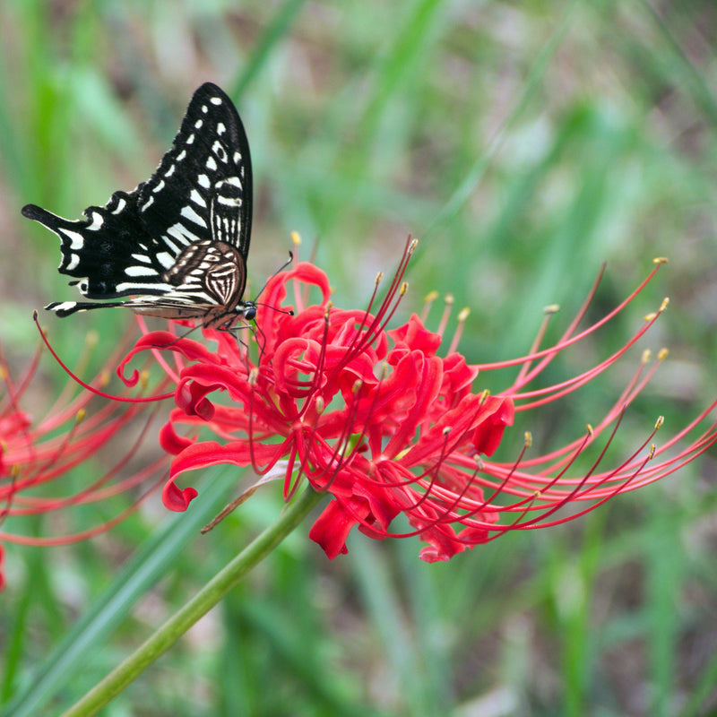 Butterfly on red spider lily flower
