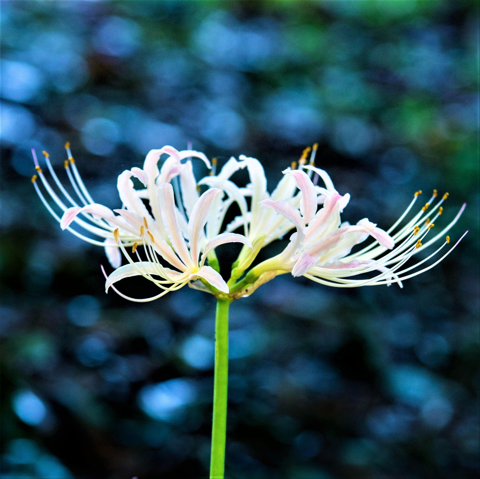 white spider lily bouquet Lycoris