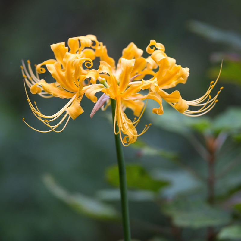 Yellow Lycoris Blooms