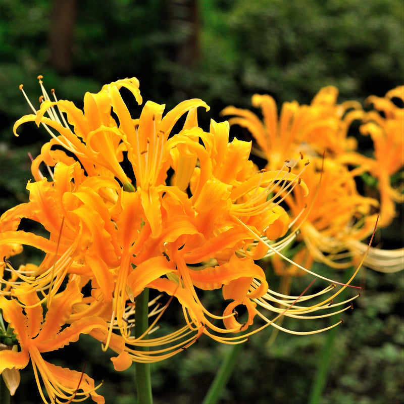 Yellow Spider Lily Flowers